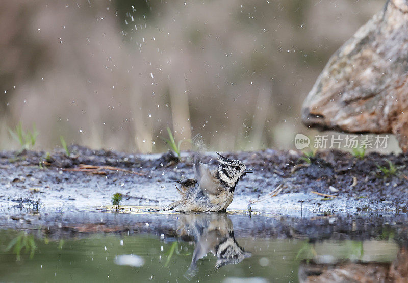 冠山雀(Lophophanes cristatus)洗澡